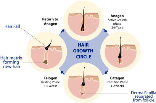 how to regrow hair in bald head